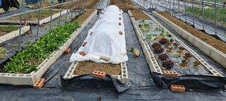 김인수님의 상추 · 영농일지 작성글 사진