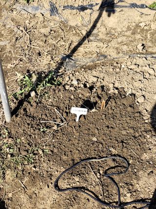 조영기님의 기타작물 · 영농일지 작성글 사진