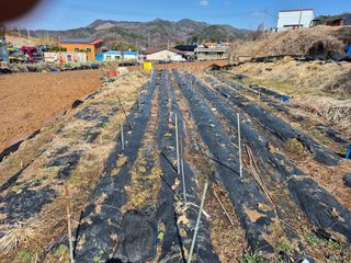 이준영님의 기타작물 · 영농일지 작성글 사진