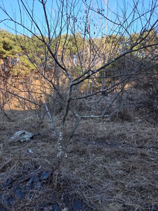 블루베리8034님의 기타작물 · 영농일지 작성글 사진