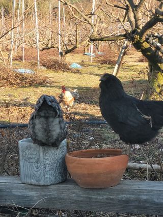 종이학님의 기타작물 · 영농일지 작성글 사진