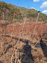 팜모닝 블루베리·영농일지 게시글 이미지