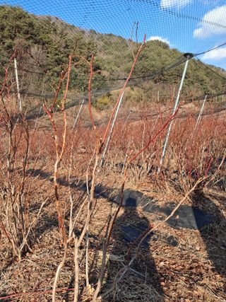 황인근님의 블루베리 · 영농일지 작성글 사진