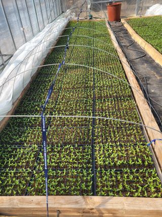 이상욱님의 고추 · 영농일지 작성글 사진