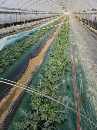 김동식님의 기타작물 · 영농일지 작성글 사진