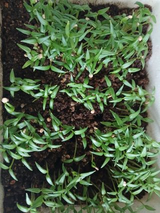 인생은 소풍처럼~님의 기타작물 · 영농일지 작성글 사진