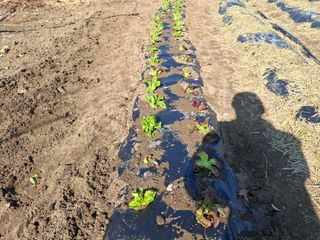 철남 김희곤님의 상추 · 영농일지 작성글 사진