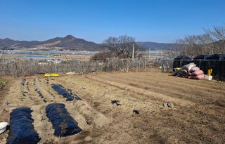 철남 김희곤님의 상추 · 영농일지 작성글 사진