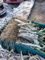 고구마23041님의 작성글 사진