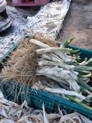 고구마23041님의 포도 · 영농일지 작성글 사진