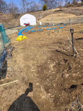 강원특별자치도농민님의 감자 · 영농일지 작성글 사진