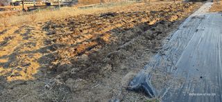 산골아찌님의 고구마 · 영농일지 작성글 사진