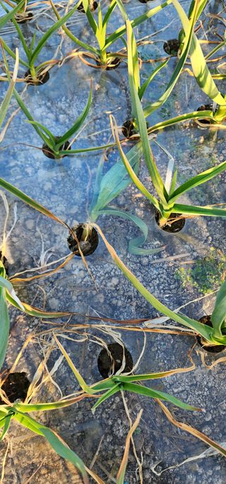 박종권님의 마늘 · 영농일지 작성글 사진