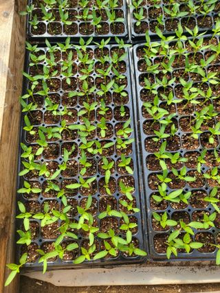 이상욱님의 고추 · 영농일지 작성글 사진