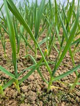 팜모닝 마늘·영농일지 게시글 이미지