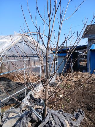 무료지식나눔 팜닥터님의 기타작물 · 영농일지 작성글 사진