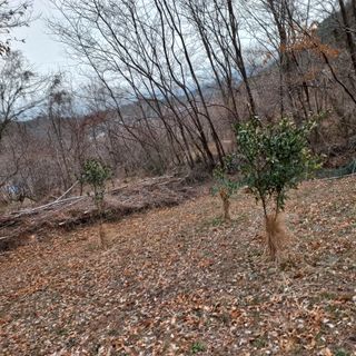 김건우님의 기타작물 · 영농일지 작성글 사진