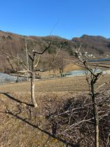 팜모닝 기타작물·영농일지 게시글 이미지