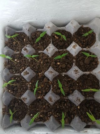 인생은 소풍처럼~님의 기타작물 · 영농일지 작성글 사진