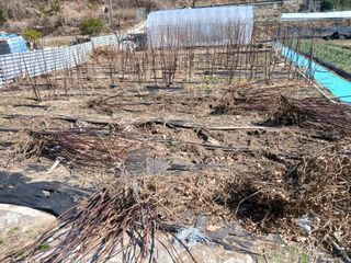 이종득님의 딸기 · 영농일지 작성글 사진