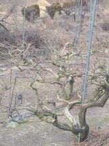 팜모닝 감·영농일지 게시글 이미지