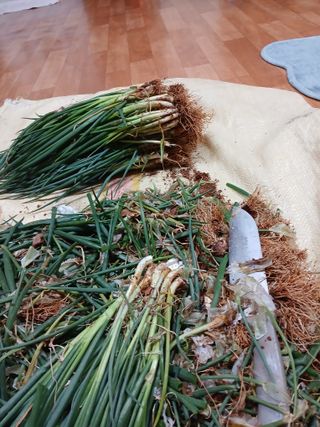 최유순님의 콩 · 영농일지 작성글 사진