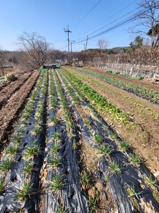 늘찬님의 기타작물 · 영농일지 작성글 사진