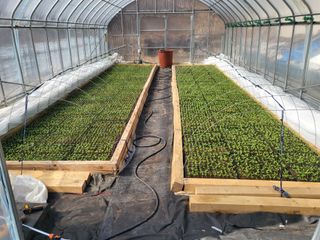 이상욱님의 고추 · 영농일지 작성글 사진