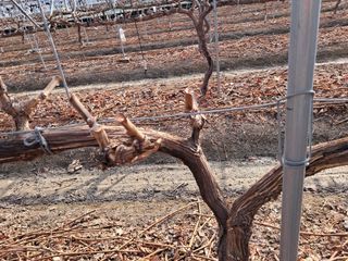 표고버섯18837님의 포도 · 영농일지 작성글 사진