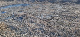 김제선:양평읍회현리님의 감자 · 영농일지 작성글 사진