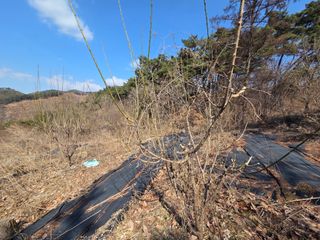 블루베리8034님의 기타작물 · 영농일지 작성글 사진