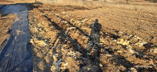 산골아찌님의 고구마 · 영농일지 작성글 사진