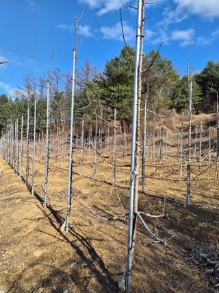 혜기농원(놀이터)님의 사과 · 영농일지 작성글 사진