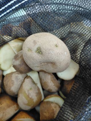 좋은인연원님의 감자 · 영농일지 작성글 사진