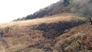 이순기님의 두릅 · 영농일지 작성글 사진