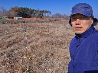 들깨19419님의 매실 · 영농일지 작성글 사진