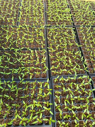 이상욱님의 고추 · 영농일지 작성글 사진