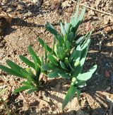 팜모닝 고구마·영농일지 게시글 이미지