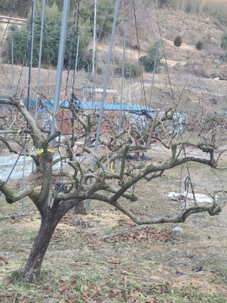 박춘성님의 감 · 영농일지 작성글 사진