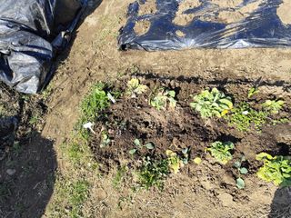 조영기님의 기타작물 · 영농일지 작성글 사진