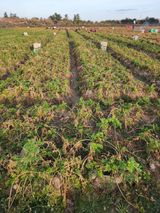 팜모닝 기타작물·영농일지 게시글 이미지