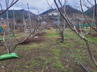 종이학님의 기타작물 · 영농일지 작성글 사진