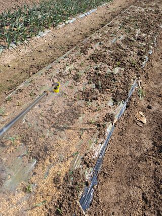 이한재님의 마늘 · 영농일지 작성글 사진