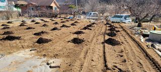 땅땅님의 감자 · 영농일지 작성글 사진