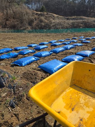 강원특별자치도농민님의 감자 · 영농일지 작성글 사진