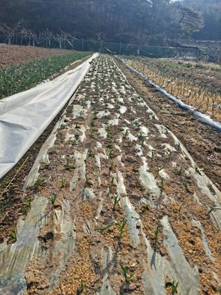 이한재님의 마늘 · 영농일지 작성글 사진