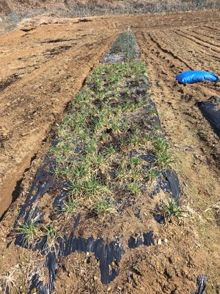 강원특별자치도농민님의 감자 · 영농일지 작성글 사진