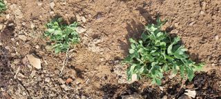 박순덕님의 마늘 · 영농일지 작성글 사진