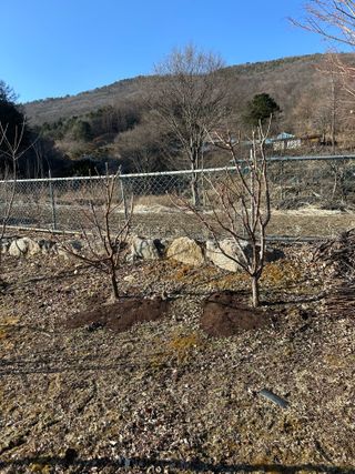 이익수님의 기타작물 · 영농일지 작성글 사진