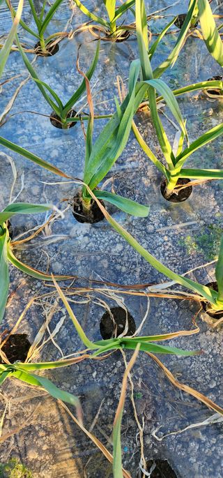 박종권님의 마늘 · 영농일지 작성글 사진